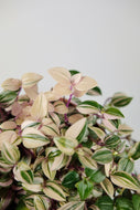 Tradescantia Fluminensis Tricolor | Inch Plant Pink
