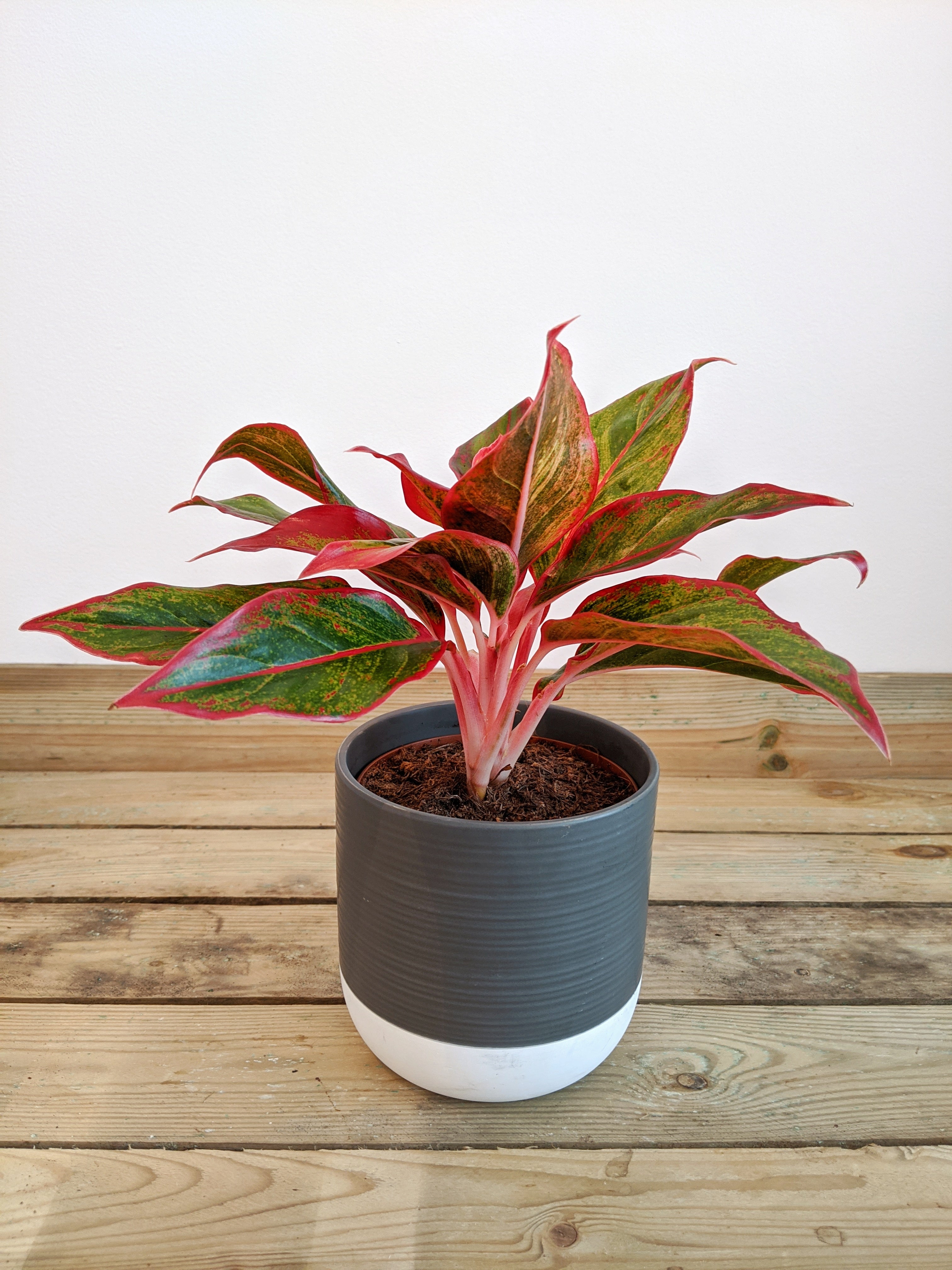 aglaonema king of siam plant Aglaonema 'King of Siam'