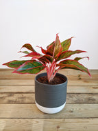 Aglaonema ‘King of Siam’ | Chinese Evergreen