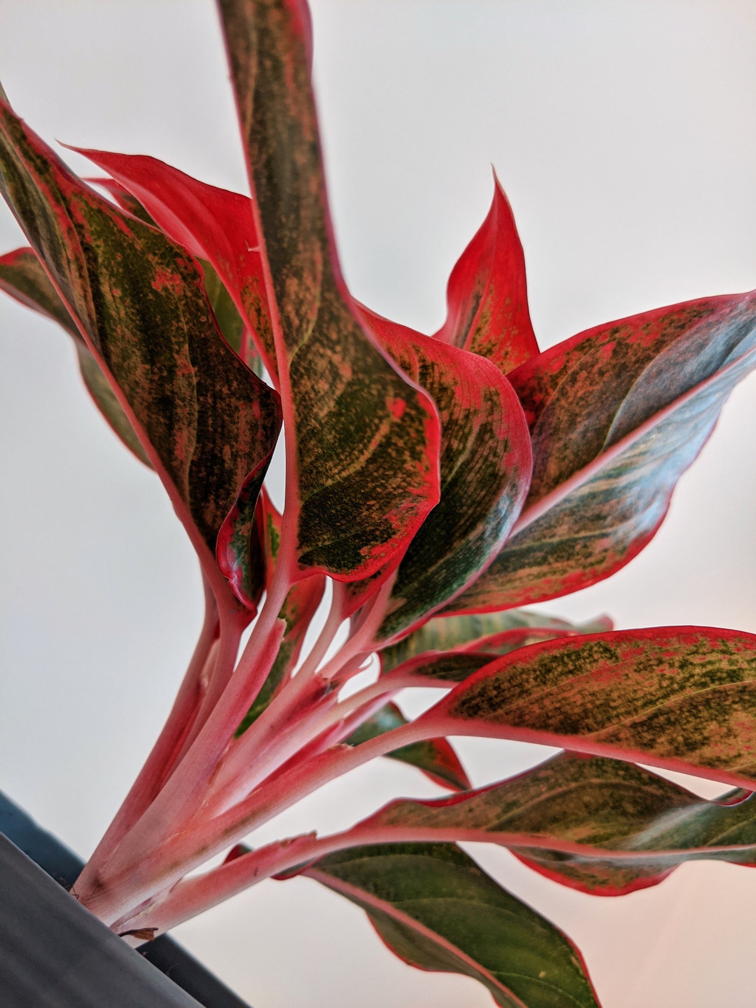 aglaonema king Aglaonema 'King of Siam'
