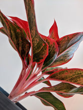 Load image into Gallery viewer, Aglaonema ‘King of Siam’ | Chinese Evergreen
