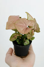 Load image into Gallery viewer, Pink Syngonium | Pink Butterfly
