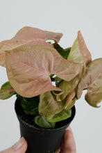 Load image into Gallery viewer, Pink Syngonium | Pink Butterfly
