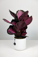 Calathea Roseopicta ' Rosey'