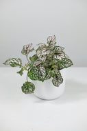 Hypoestes phyllostachya | Polka Dot Plant Pink