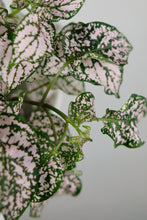 Load image into Gallery viewer, Hypoestes phyllostachya | Polka Dot Plant Pink

