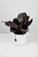 Calathea Roseopicta 'Dottie'