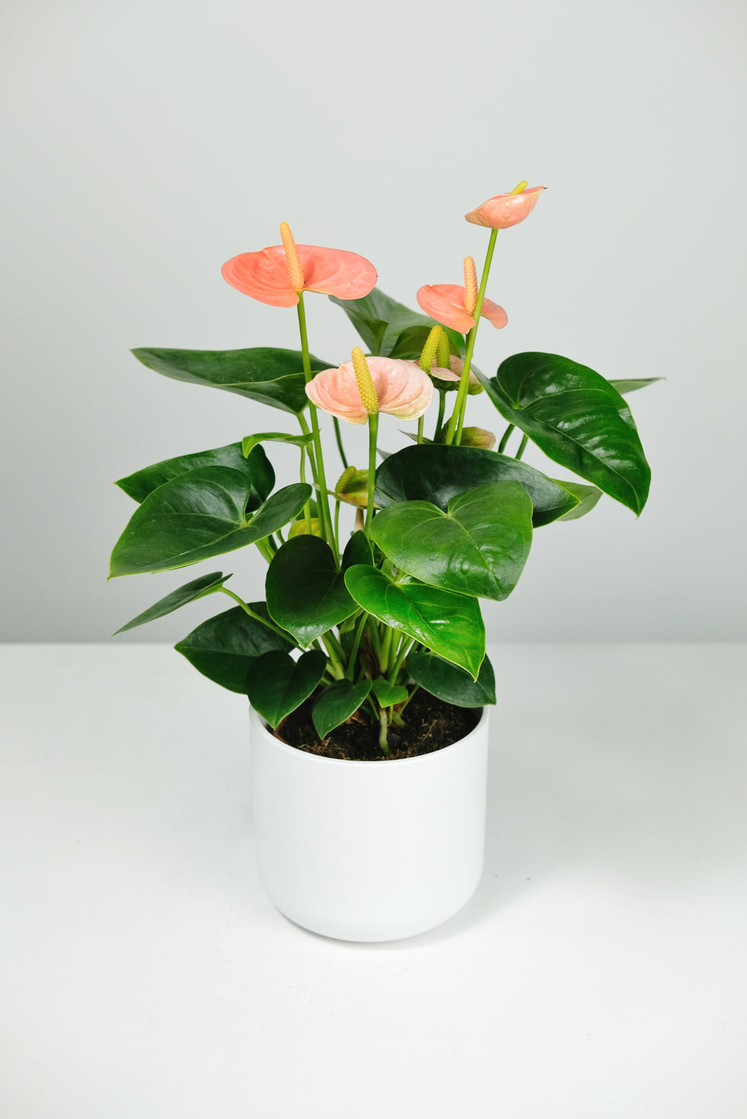 peach anthurium Anthurium
