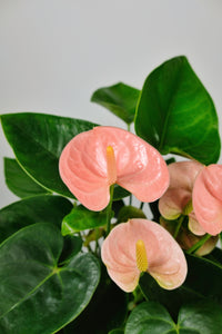 Anthurium | Peach Flamingo Plant