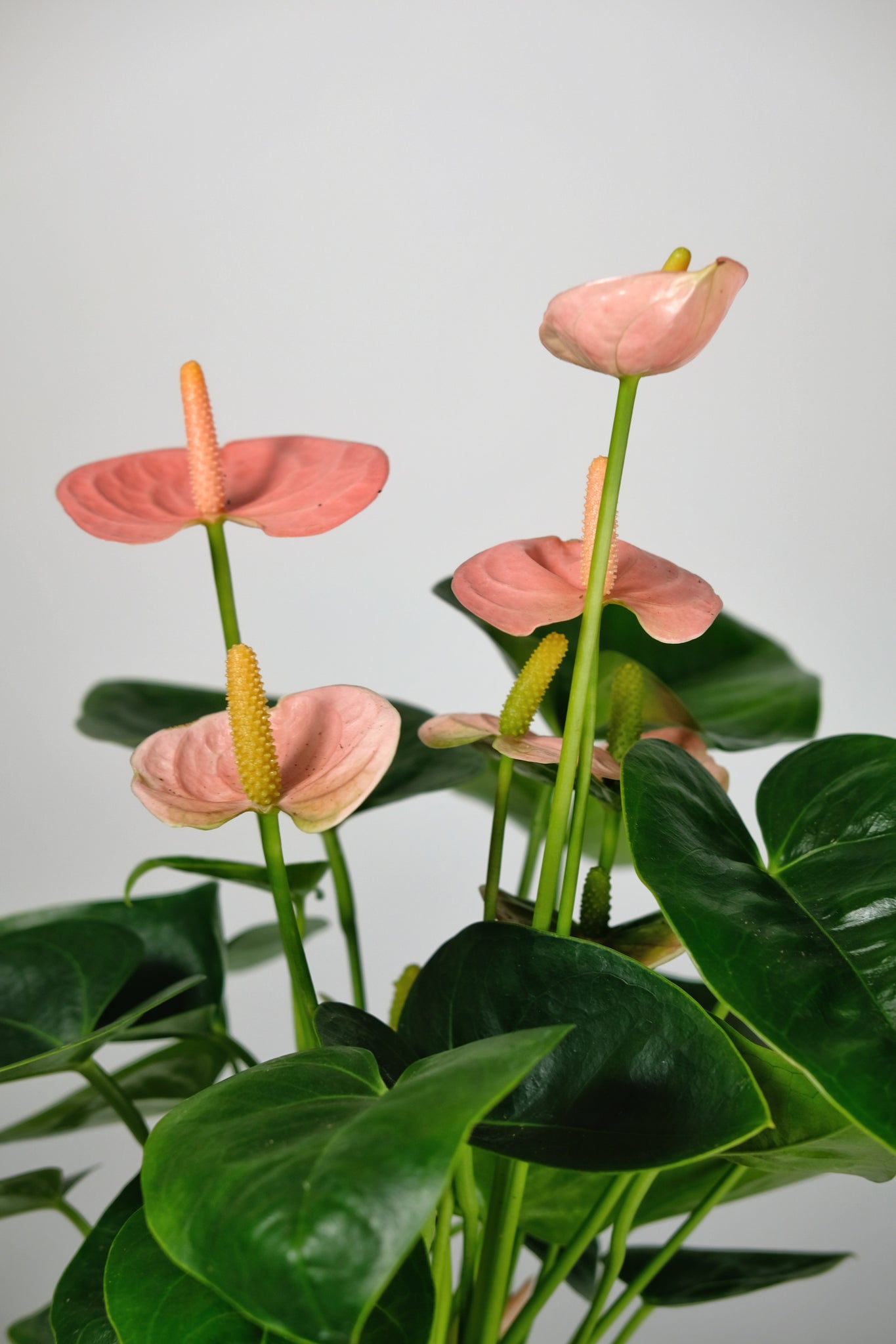 peach anthurium Anthurium