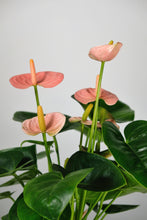 Load image into Gallery viewer, Anthurium | Peach Flamingo Plant

