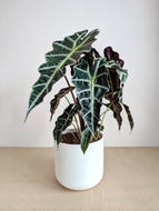 Alocasia Amazonica | Alocasia Polly
