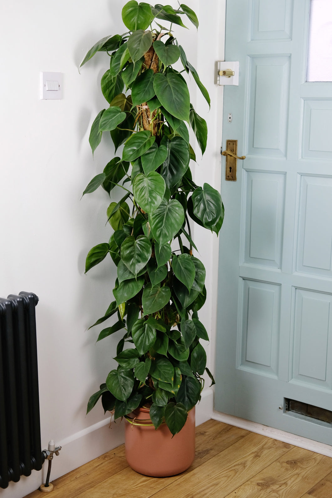 Philodendron Scandens on Moss Pole | Heart Leaf Vine on Moss Pole