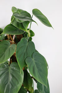 Philodendron Scandens on Moss Pole | Heart Leaf Vine on Moss Pole