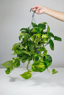 Epipremnum Aureum | Pothos
