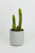 Load image into Gallery viewer, Cleistocactus winteri | Golden Rat Tail Cactus
