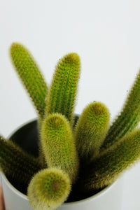Cleistocactus winteri | Golden Rat Tail Cactus