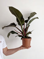 Philodendron Imperial Red