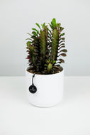 Euphorbia Trigona Rubra | African Milk Tree Red