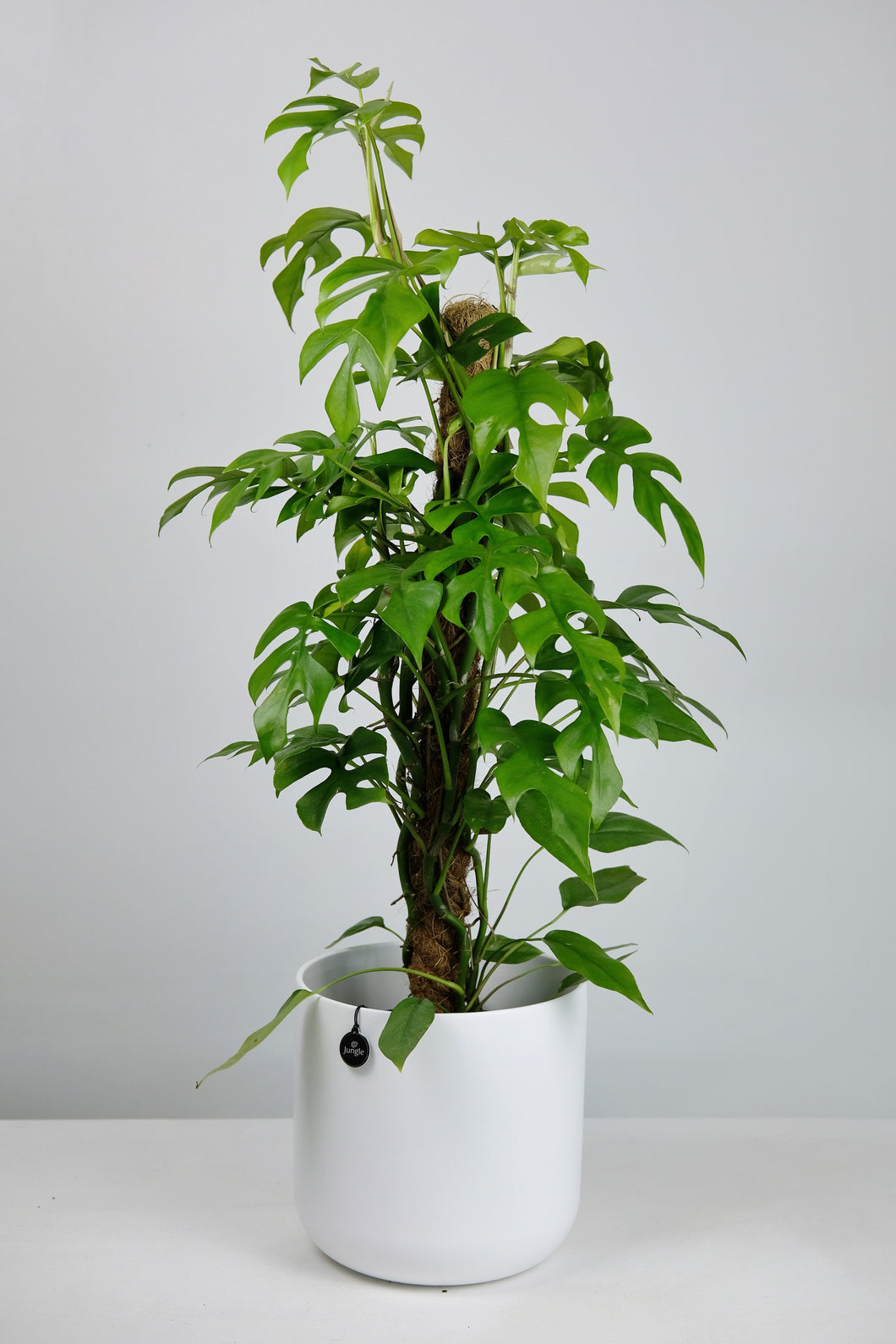 pole for monstera Rhaphidaphora Tetrasperma on Moss Pole