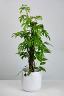 Rhaphidaphora Tetrasperma on Moss Pole | Monstera Minima on Moss Pole