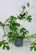 Rhaphidophora Tetrasperma Large (Imperfect)