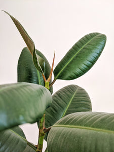 Ficus Elastica Robusta | Baby Rubber Tree