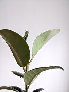 Ficus Elastica Robusta | Baby Rubber Tree