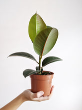 Load image into Gallery viewer, Ficus Elastica Robusta | Baby Rubber Tree
