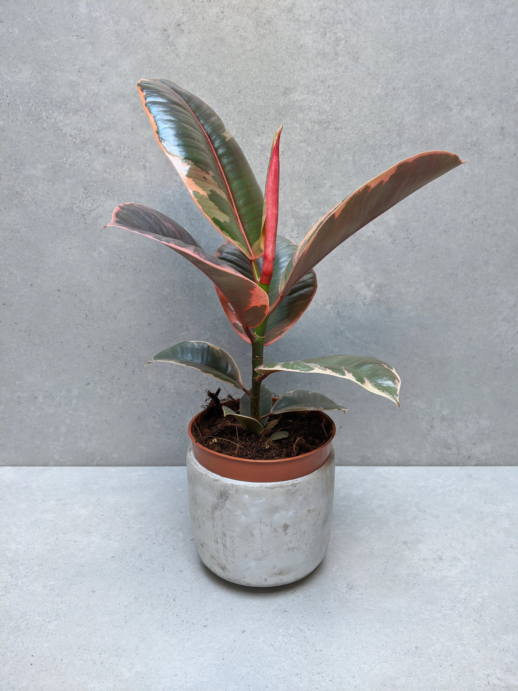 Ficus Elastica Ruby | Baby Rubber Tree Ruby