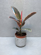 Ficus Elastica Ruby | Baby Rubber Tree Ruby