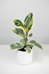 Ficus Elastica Tineke | Baby Rubber Tree Tineke