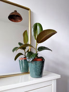 Ficus Elastica Robusta | Baby Rubber Tree