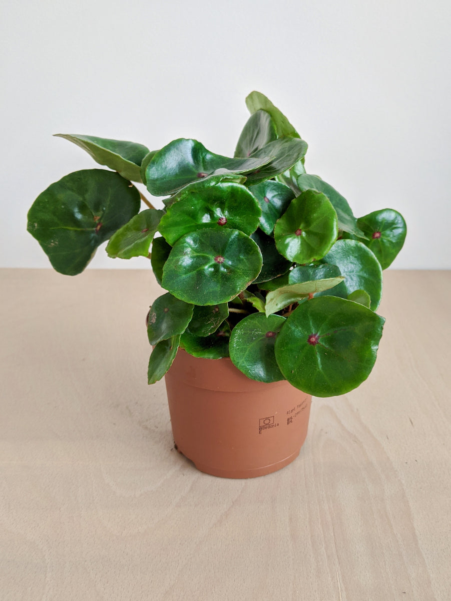 Begonia Conchifolia | Begonia Ruby Red – Jungle Houseplants