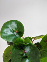 Load image into Gallery viewer, Begonia Conchifolia | Begonia Ruby Red
