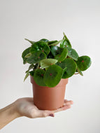 Begonia Conchifolia | Begonia Ruby Red
