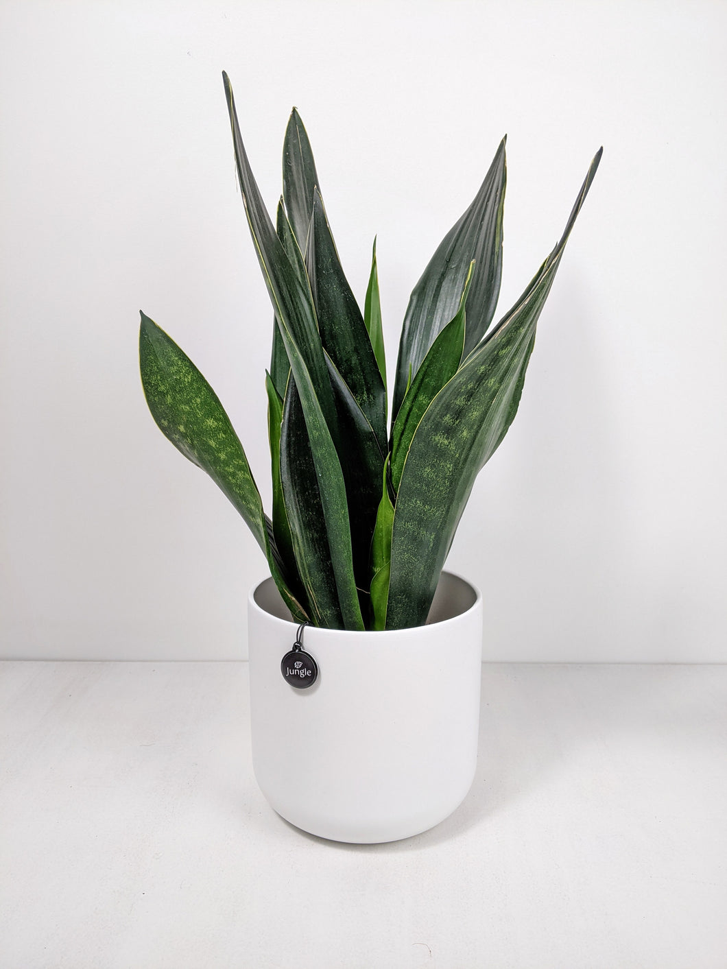 sansevieria trifasciata black diamond Sansevieria Black Diamond
