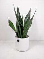 Sansevieria Black Diamond | Snake Plant