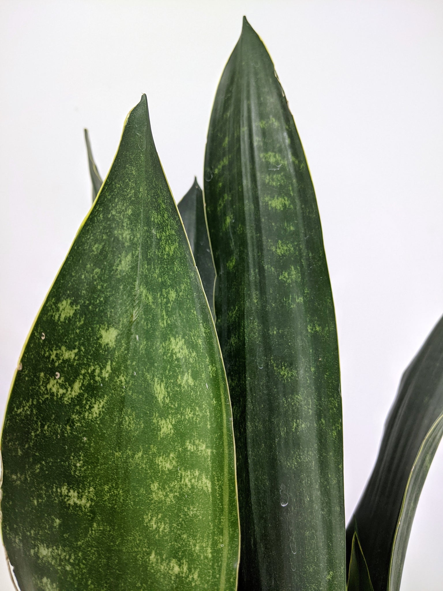 black diamond snake plant Sansevieria Black Diamond