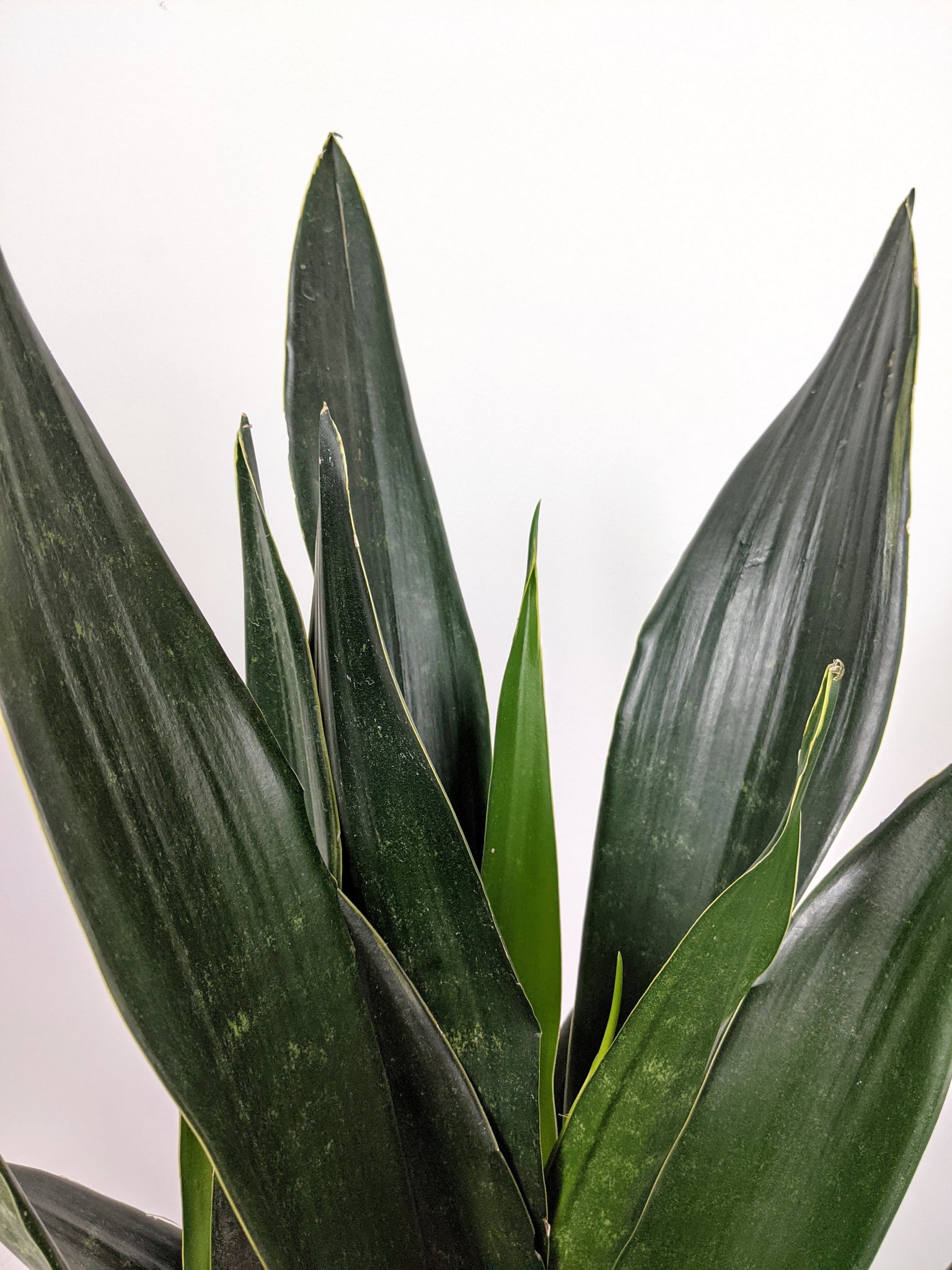 sansevieria black diamond Sansevieria Black Diamond