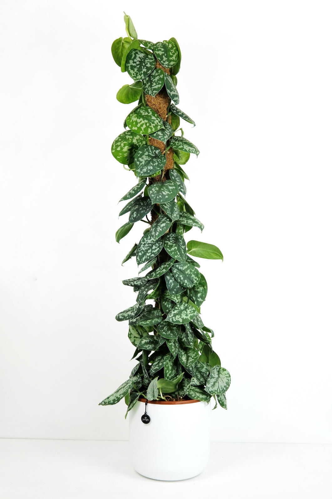 pothos on pole Scindapsus Argyraeus on Moss Pole