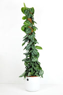 Scindapsus Argyraeus on Moss Pole | Satin Pothos on Moss Pole