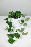 Scindapsus Pictus “Argyraeus’ | Satin Pothos