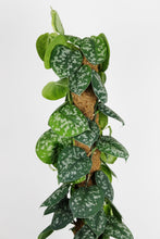 Load image into Gallery viewer, Scindapsus Argyraeus on Moss Pole | Satin Pothos on Moss Pole
