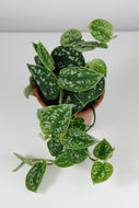 Scindapsus Pictus Trebie | Satin Pothos