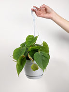 Philodendron Scandens | Heart Leaf Vine