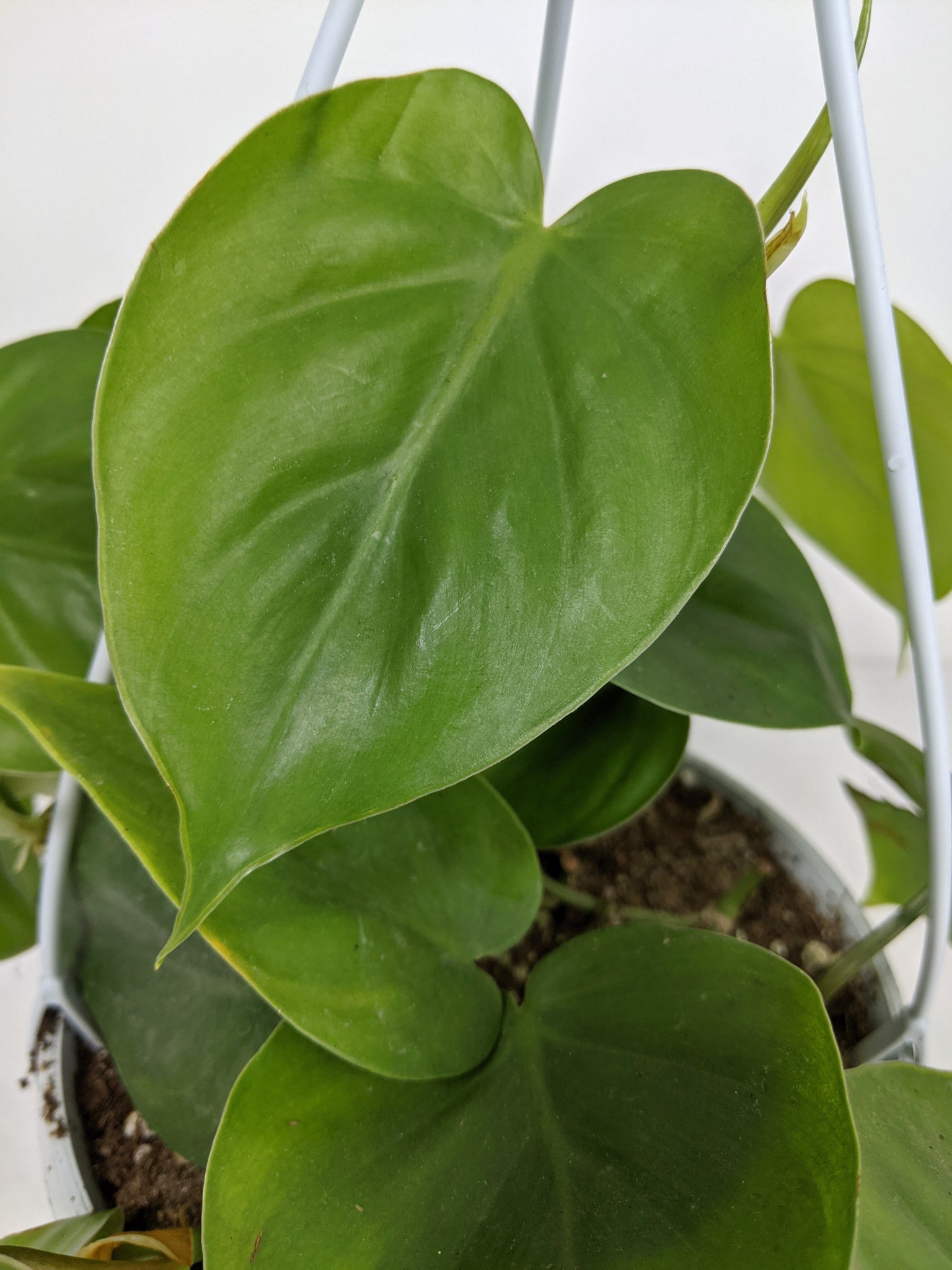 heartleaf philodendron uk Philodendron Scandens