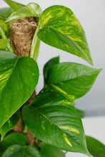 Load image into Gallery viewer, Small Epipremnum Aureum on Moss Pole | Pothos on Moss Pole Small
