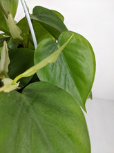 Load image into Gallery viewer, Philodendron Scandens | Heart Leaf Vine
