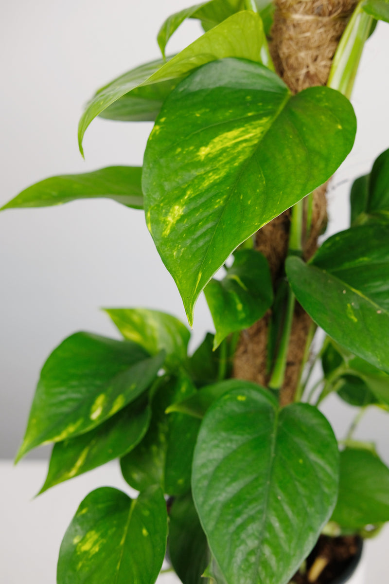 Small Epipremnum Aureum on Moss Pole | Pothos on Moss Pole Small ...